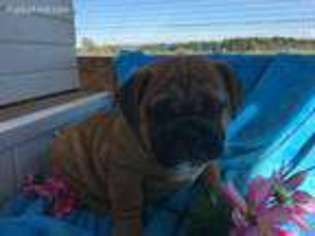 Olde English Bulldogge Puppy for sale in Fort Plain, NY, USA