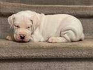 Dogo Argentino Puppy for sale in Lawrenceville, GA, USA