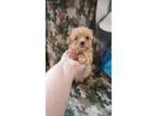 Yorkshire Terrier Puppy for sale in Eastman, GA, USA