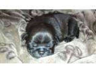 Pug Puppy for sale in GREENFIELD, MA, USA