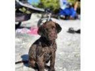 Labrador Retriever Puppy for sale in Tarpon Springs, FL, USA