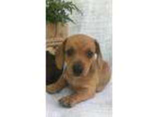 Dachshund Puppy for sale in Ephrata, PA, USA