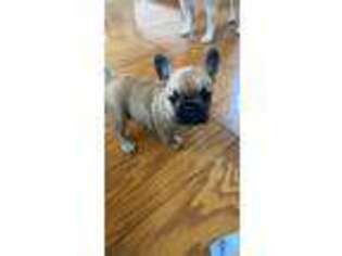 French Bulldog Puppy for sale in Richmond, IN, USA