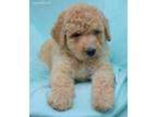 Mutt Puppy for sale in Banks, OR, USA