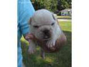 French Bulldog Puppy for sale in Stratford, OK, USA