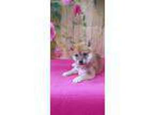 Shiba Inu Puppy for sale in Kit Carson, CO, USA