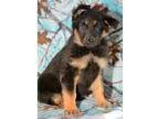 German Shepherd Dog Puppy for sale in Kendallville, IN, USA