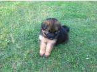 German Shepherd Dog Puppy for sale in Apex, NC, USA