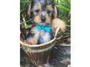 Yorkshire Terrier Puppy for sale in Piedmont, AL, USA
