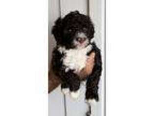 Portuguese Water Dog Puppy for sale in Saint Cloud, FL, USA