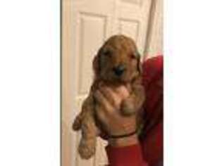 Goldendoodle Puppy for sale in Raymond, WA, USA