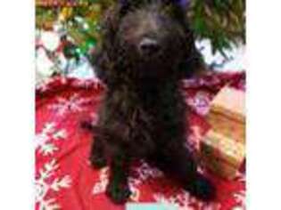 Goldendoodle Puppy for sale in Neillsville, WI, USA