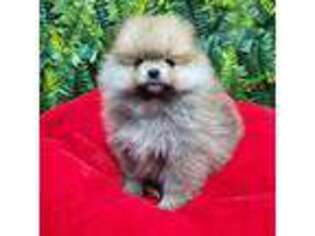 Pomeranian Puppy for sale in Wilson, NC, USA