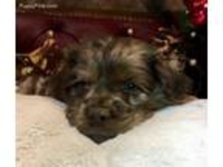 Cocker Spaniel Puppy for sale in Tulare, CA, USA