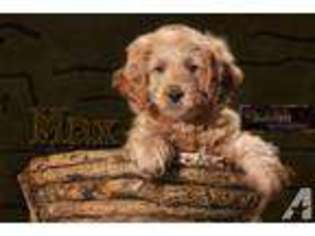 Goldendoodle Puppy for sale in YORKTOWN, IN, USA