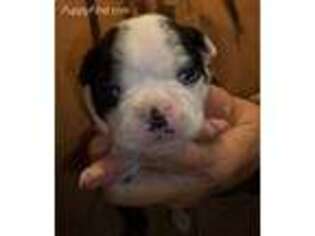Boston Terrier Puppy for sale in Portland, OR, USA