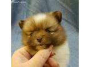 Pomeranian Puppy for sale in Yacolt, WA, USA