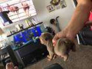 Mutt Puppy for sale in Pittsburg, CA, USA