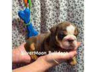 Bulldog Puppy for sale in Jonesboro, AR, USA