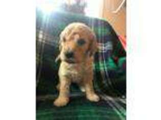 Goldendoodle Puppy for sale in Harrisburg, IL, USA