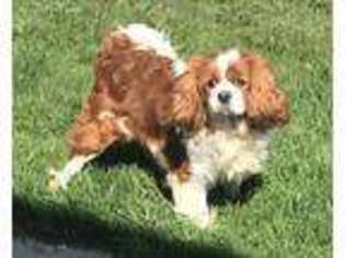 Cavalier King Charles Spaniel Puppy for sale in Claypool, IN, USA