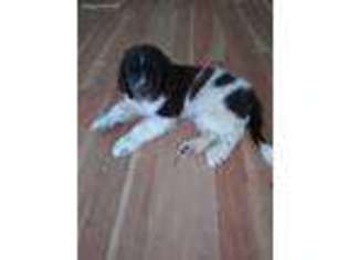 Newfoundland Puppy for sale in Leona, TX, USA