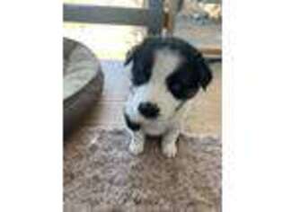 Mutt Puppy for sale in Hornbrook, CA, USA