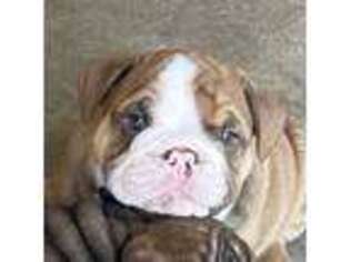 Bulldog Puppy for sale in Carthage, TX, USA