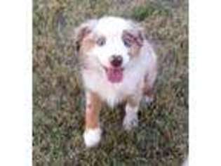 Miniature Australian Shepherd Puppy for sale in Brownwood, TX, USA