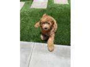 Goldendoodle Puppy for sale in Lake Forest, CA, USA