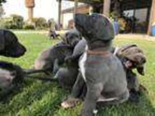 Great Dane Puppy for sale in Delano, CA, USA