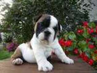 Bulldog Puppy for sale in Lebanon, PA, USA