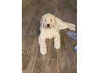 Goldendoodle Puppy for sale in Cave Creek, AZ, USA