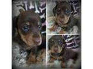 Dachshund Puppy for sale in Bloomington, CA, USA