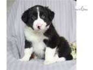 Border Collie Puppy for sale in Harrisburg, PA, USA