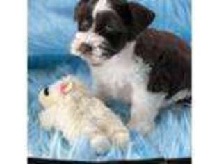 Mutt Puppy for sale in Owosso, MI, USA