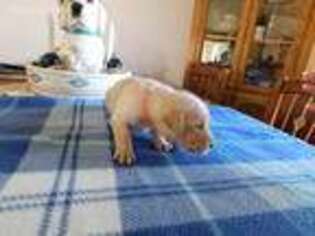 Labrador Retriever Puppy for sale in Apple Valley, CA, USA