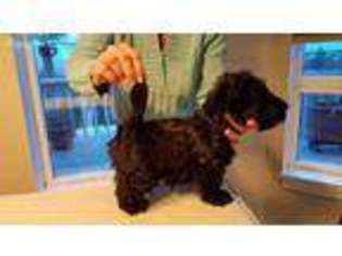 Scottish Terrier Puppy for sale in Medford, OR, USA