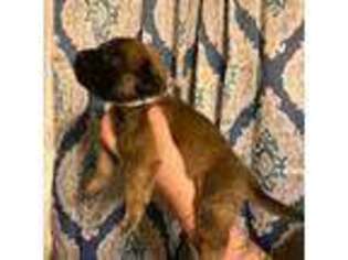 Mastiff Puppy for sale in Hartly, DE, USA