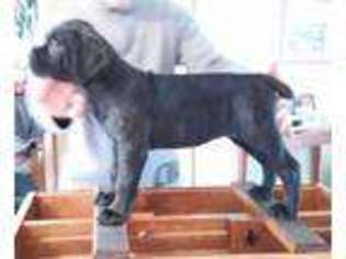 Cane Corso Puppy for sale in Edgartown, MA, USA