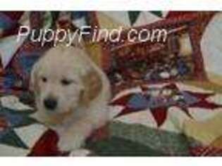 Golden Retriever Puppy for sale in Dorr, MI, USA