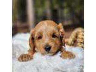 Goldendoodle Puppy for sale in Libby, MT, USA