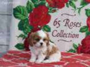 Cavalier King Charles Spaniel Puppy for sale in Tipp City, OH, USA