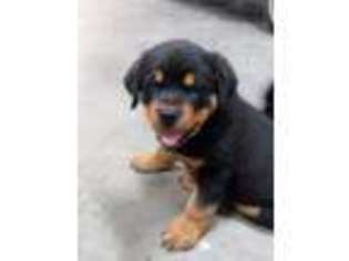 Rottweiler Puppy for sale in Riverside, WA, USA