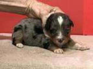 Australian Shepherd Puppy for sale in Terrell, TX, USA