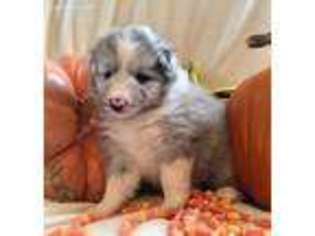 Shetland Sheepdog Puppy for sale in Waxahachie, TX, USA