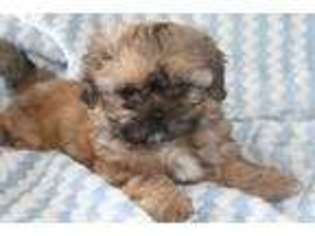 Mutt Puppy for sale in Hudson, FL, USA