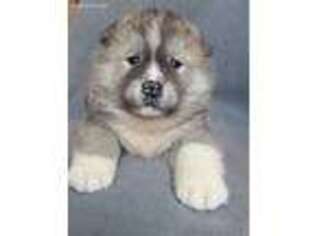 Medium Photo #1 Akita Puppy For Sale in Delta Junction, AK, USA