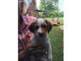 Brittany Puppy for sale in Coxs Creek, KY, USA