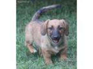 Mutt Puppy for sale in Hummelstown, PA, USA
